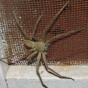 Brown Huntsman Spider