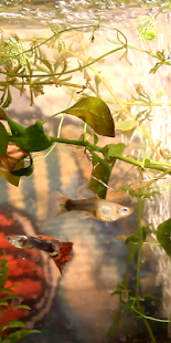 How to download Life Aquarium Online 1.0.1 unlimited apk for pc