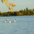 Wildlife of Manitoba