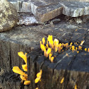 Spindle-shaped yellow coral