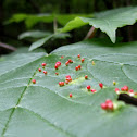 Maple Bladder Gall
