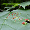 Maple Bladder Gall