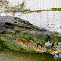 Indo-Pacific crocodile