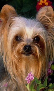 How to download Puppies Live Wallpaper patch 1.0 apk for laptop