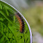 Wooly Worm