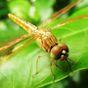 Ditch Jewel (male)