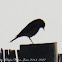 Black Redstart; Colirrojo Tizón