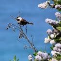 Chestnut-backed Chickadee
