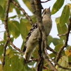 downy woodpecker