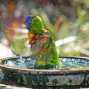 Rainbow Lorikeet