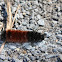 Wooly Bear Caterpillar