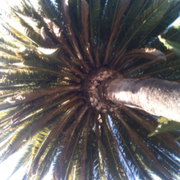 Spotting Image 1