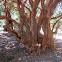 Arrayán Tree