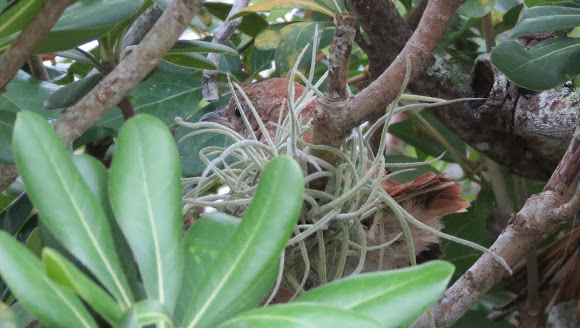 Spotting Image 1