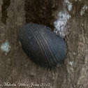 Mangrove Snails