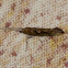 Diamondback Moth