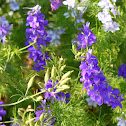 Larkspur