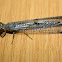 pit-building antlion
