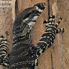 Lace Monitor