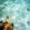 Green Sea Turtle