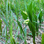 Lily of the Valley