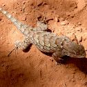 Clark's spiny lizard
