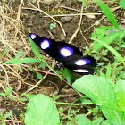Diadem (Male)