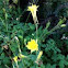 Golden columbine