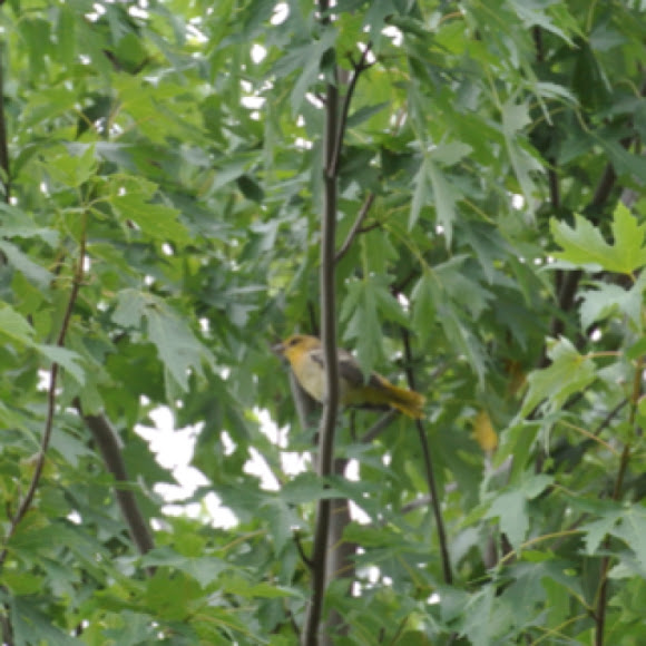 Spotting Image 1