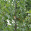 Baltimore Oriole (female)