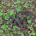 Plainbelly Water Snake
