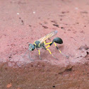 Black and yellow mud dauber