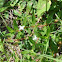 Virginia Buttonweed