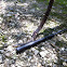 Broad banded water snake