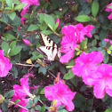 Eastern Tiger Swallowtail