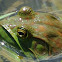 American Bullfrog