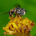 Hover Fly