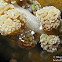 Pacific Clown Anemone Shrimp