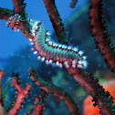 Bearded fireworm