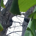 red-vented bulbul