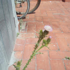 Cardo