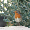 Robin