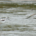 American Avocet