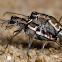 Tiger Beetle