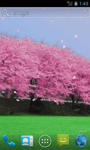 Cherry blossoms