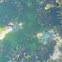 Carpet Sea Star