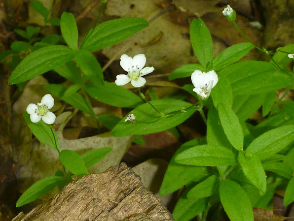 Spotting Image 1