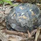 Eastern box turtle