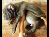 Excelente Cachorros Mastin Napolitanos