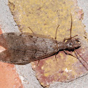 Eastern dobsonfly (female)